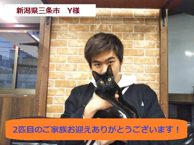ボンベイ 日本国内に殆どいない超希少種 黒猫 子犬や子猫たちのペット販売情報が満載 ペットステーション