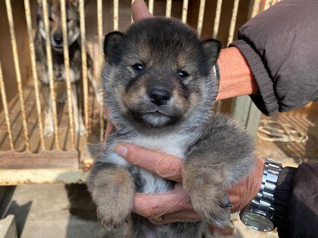 四国犬