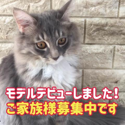 ミヌエット（旧ナポレオン）