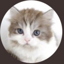 マンチカンの子猫|星野一哉ブリーダー