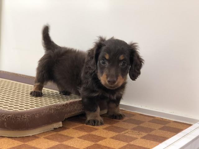 ミニチュアダックスフンド