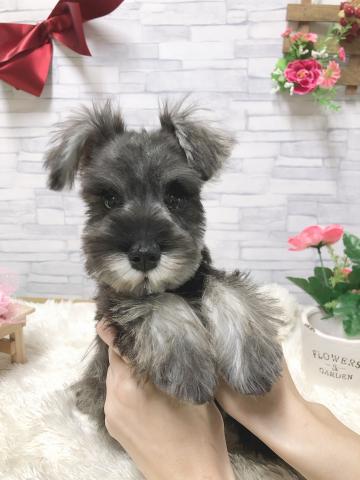 ミニチュアシュナウザー