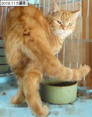 アメリカンショートヘアー