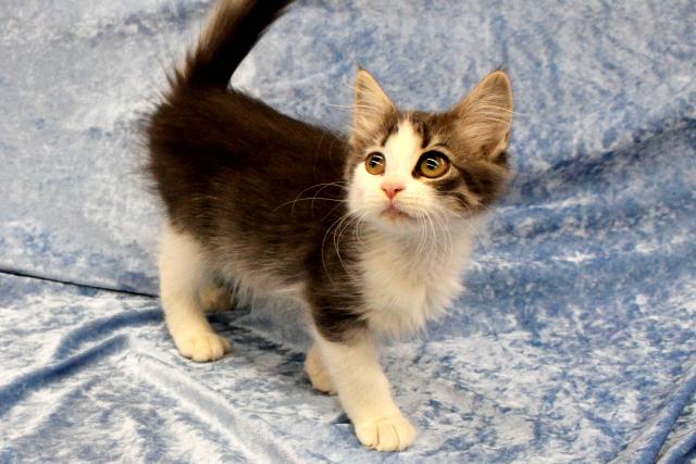 ノルウェージャンフォレストキャット