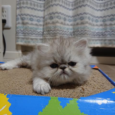 ペルシャ・ヒマラヤン