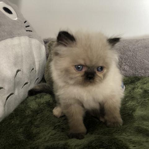 ペルシャ・ヒマラヤン