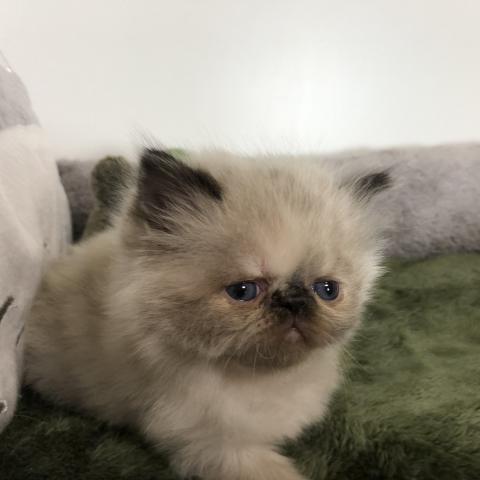 ペルシャ・ヒマラヤン