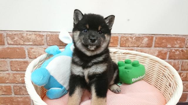 柴犬