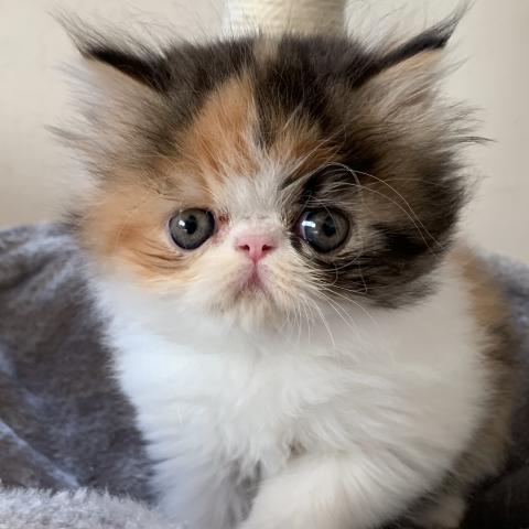 エキゾチックショートヘアーロング