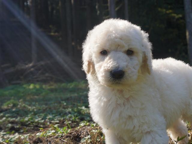 スタンダードプードル