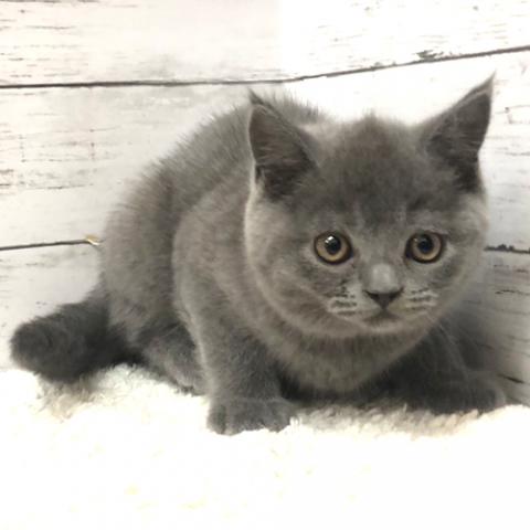 ブリティッシュショートヘア