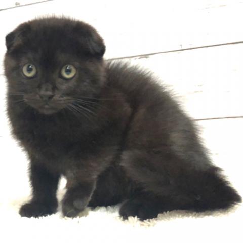 スコティッシュフォールド