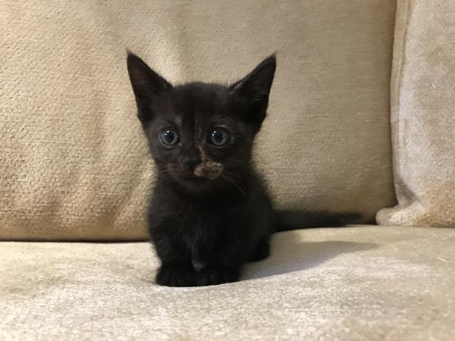 マンチカン短足