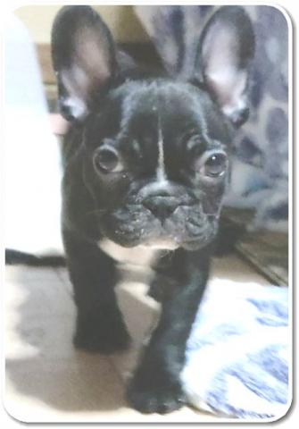 フレンチブルドッグ