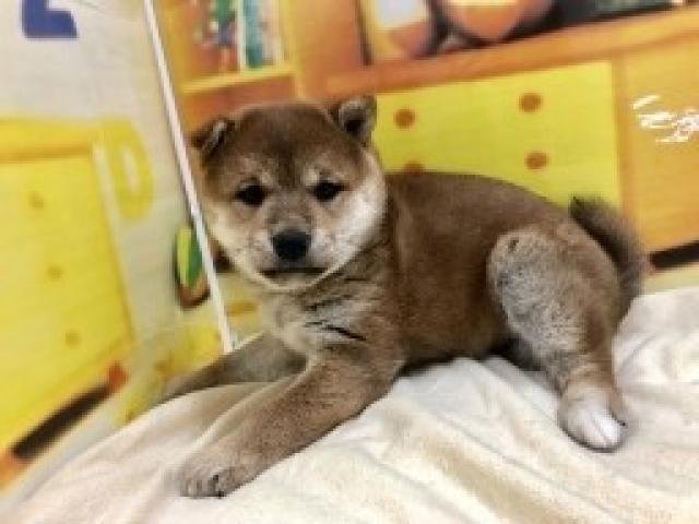 柴犬