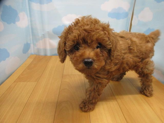 トイプードル