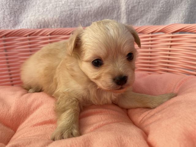 チワワ（ロングコート）