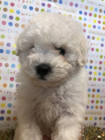 ビションフリーゼ