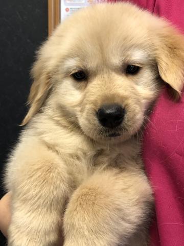 ゴールデンレトリーバー