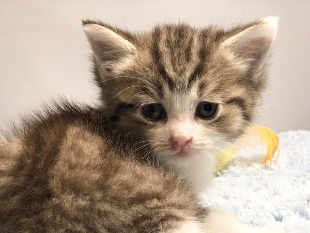 ミヌエット（旧ナポレオン）足長ちゃん　週末セール❣️