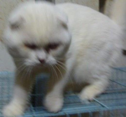 スコティッシュフォールド