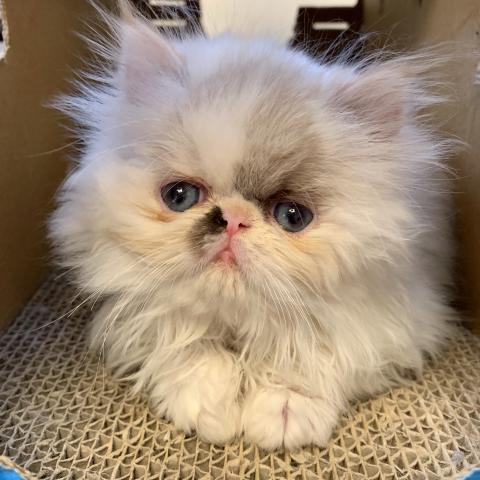 エキゾチックショートヘアーロング