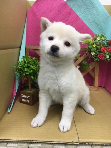 柴犬