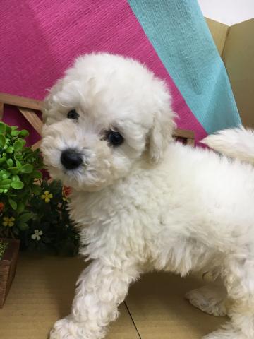 ビションフリーゼ