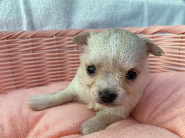 チワワ（ロングコート）