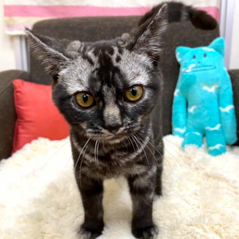 アメリカンショートヘアー