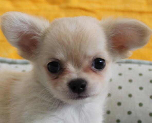 チワワ（ロングコート）