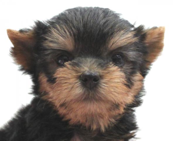 ヨークシャーテリア