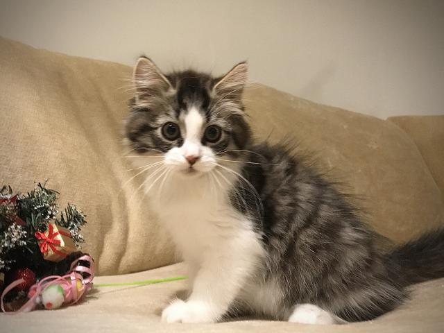 サイベリアン良血統✨骨太で素晴らしいボディ✨