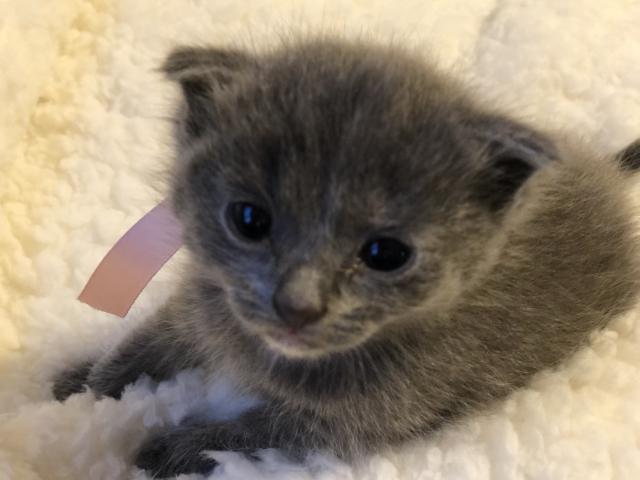 マンチカン足長 耳折れちゃん♡