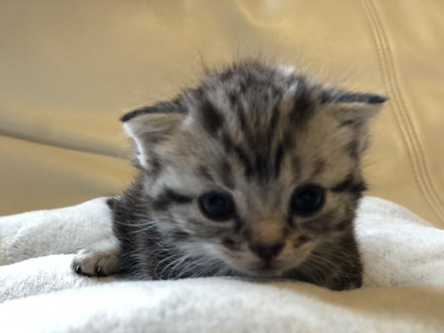 マンチカン耳折れ短足ちゃん♡