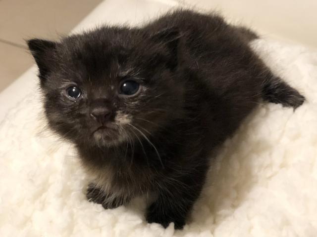 マンチカン短足ちゃん♡レアな耳折れ