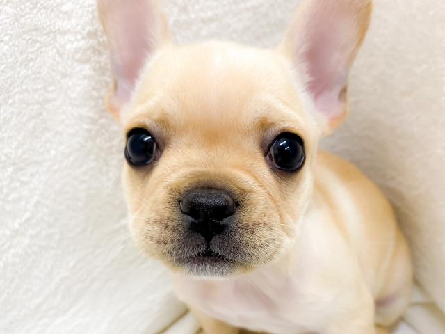 フレンチブルドッグ