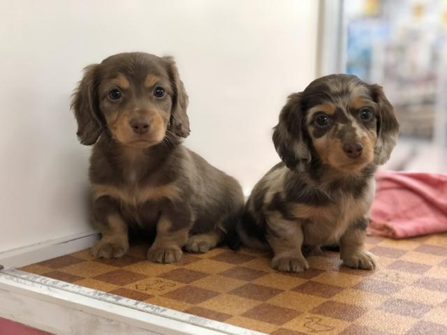 ミニチュアダックスフンド