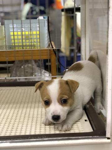 ジャックラッセルテリア