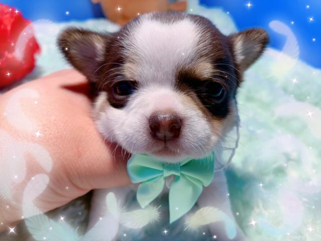 チワワ（スムースコート）