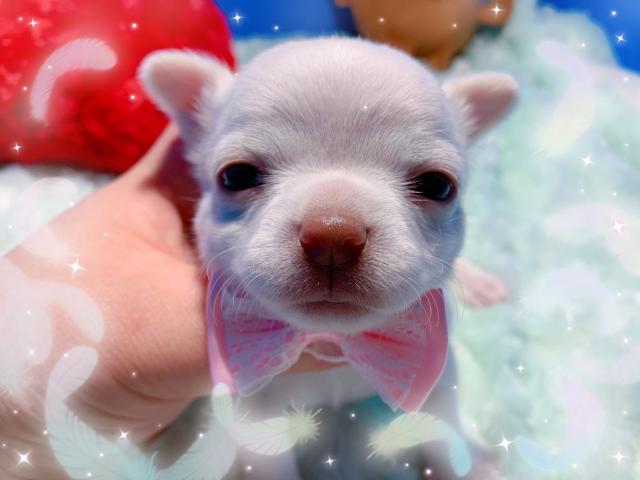 チワワ（スムースコート）