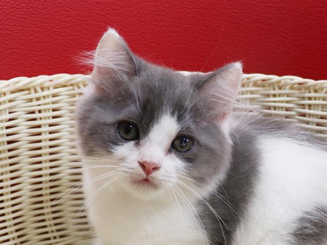 スコティッシュフォールド