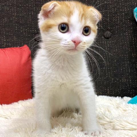 スコティッシュフォールド