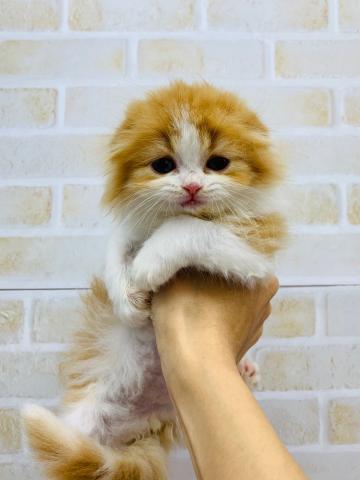 スコティッシュフォールド
