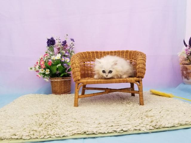 ペルシャ