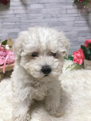 ビションフリーゼ