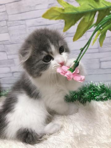スコティッシュフォールド