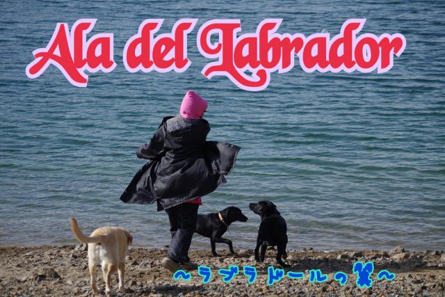 ラブラドール専門ブリーダー　Ala del Labrador ～ラブラドールの翼～