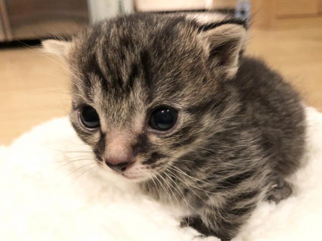 マンチカン短足♡