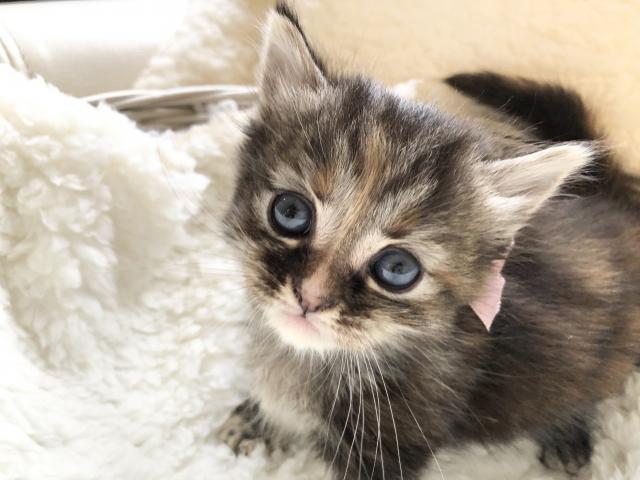 マンチカン短足ちゃん♡